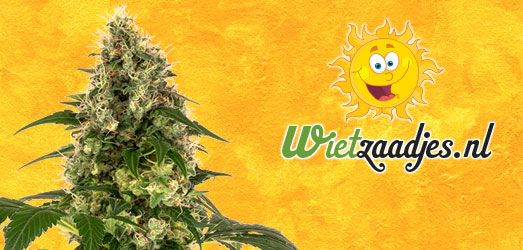 Lemon Haze van Huismerk Wietzaadjes.nl. Lemon Haze van Huismerk Wietzaadjes.nl.