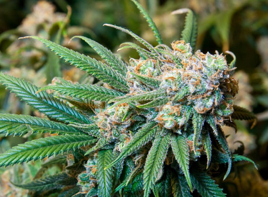 Lemon Haze wietplant in bloeifase. Lemon Haze wietplant in bloeifase.
