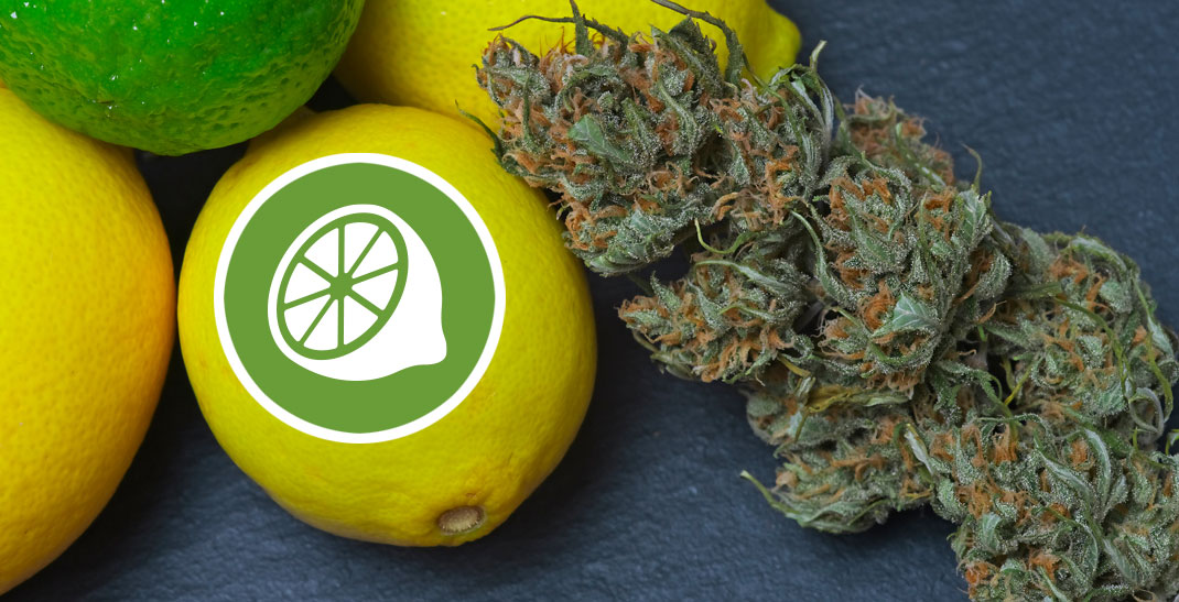 Lemon Haze is een super populaire sativa dominante hybride wietsoort