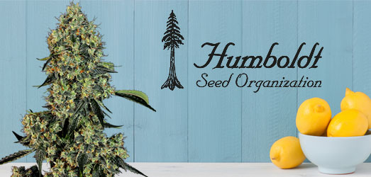 Lemon Kush Headband van Humboldt. Lemon Kush Headband van Humboldt.