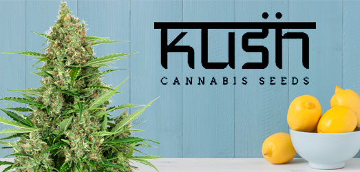 Lemon Kush van Kush Cannabis Seeds. Lemon Kush van Kush Cannabis Seeds.