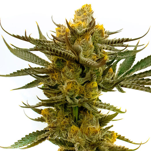 Lemon Kush heeft Sativa en Indica genetica. Lemon Kush heeft Sativa en Indica genetica.
