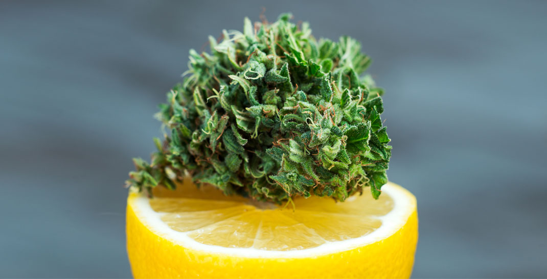 Lemon Kush wiet