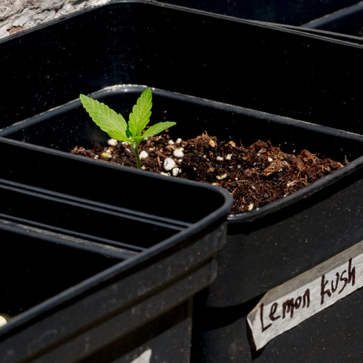 Lemon Kush wietplantje. Lemon Kush wietplantje.