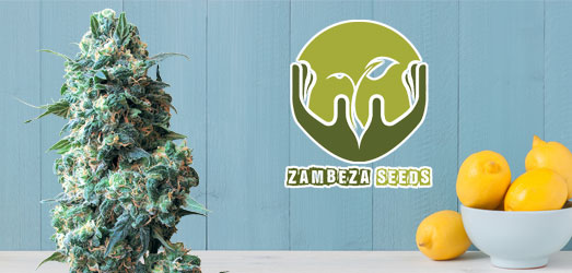 Lemon Kush van Zambeza Seeds. Lemon Kush van Zambeza Seeds.
