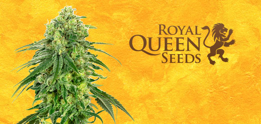 Lemon Shining Silver Haze van Royal Queen Seeds. Lemon Shining Silver Haze van Royal Queen Seeds.