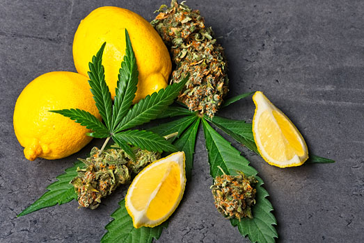 Het Limoneen terpeen heeft een citrusachtige geur en smaak Het Limoneen terpeen heeft een citrusachtige geur en smaak