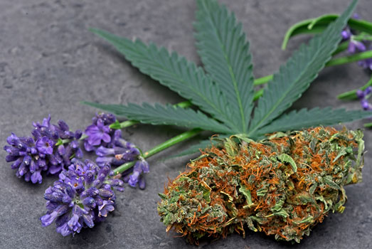 Het linalool terpeen heeft een lavendelachtig geur en smaak Het linalool terpeen heeft een lavendelachtig geur en smaak