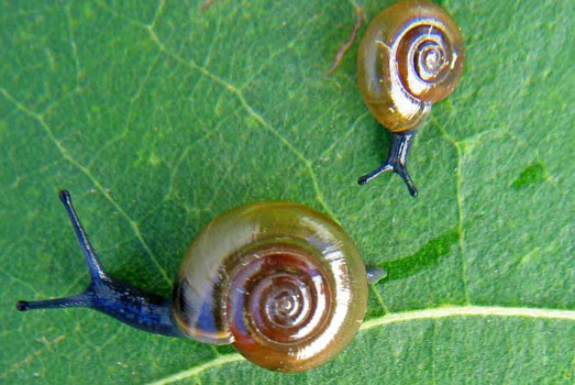 De lookglansslak is een natuurlijke vijand van naaktslakken. De lookglansslak is een natuurlijke vijand van naaktslakken.