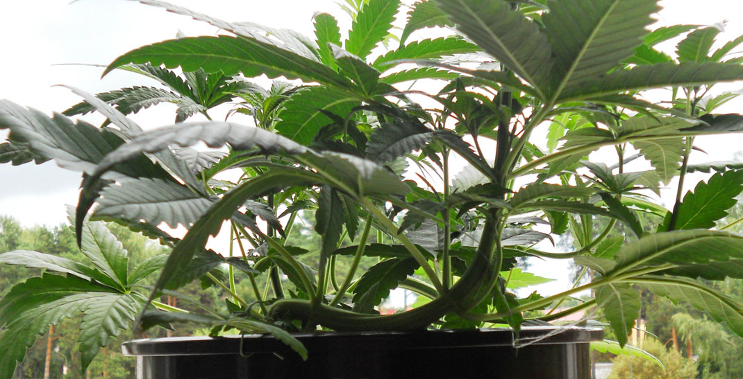 Low Stress Training toegepast bij een Autoflower wietsoort. Low Stress Training toegepast bij een Autoflower wietsoort.
