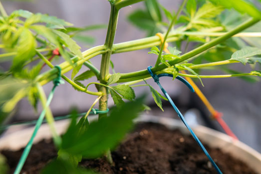 Low Stress Training (LST) cannabis plant. Low Stress Training (LST) cannabis plant.