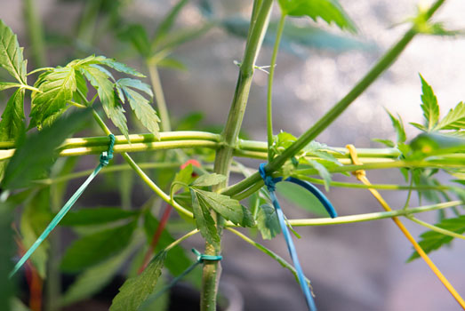 LST toegepast bij wietplant LST toegepast bij wietplant