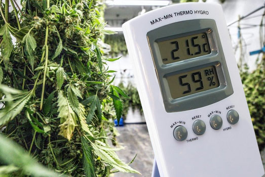 Uitgeharde cannabistoppen zorgen voor maximale smaak én potentie. Uitgeharde cannabistoppen zorgen voor maximale smaak én potentie.