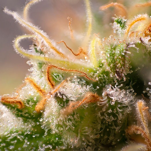 Macro-detail van de Master Kush wietsoort. Macro-detail van de Master Kush wietsoort.