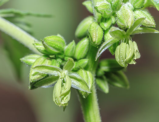 Zaadzakjes van een mannelijke wietplant. Zaadzakjes van een mannelijke wietplant