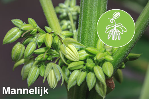 Mannelijke wietplant Mannelijke wietplant