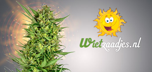 Master Kush van ons Huismerk. Master Kush van ons Huismerk.