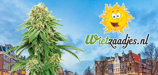 Master Kush van ons Huismerk. Master Kush van ons Huismerk.