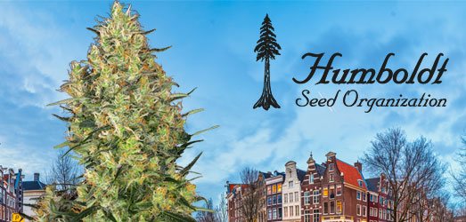Master Kush van Humboldt Seeds. Master Kush van Humboldt Seeds.