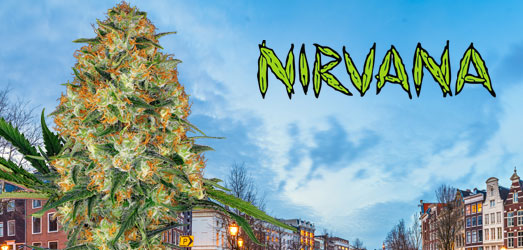 Master Kush van Nirvana Seeds. Master Kush van Nirvana Seeds.