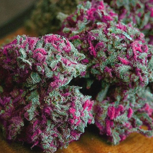 Purple Kush heeft een krachtige kalmerende effect. Purple Kush heeft een krachtige kalmerende effect.