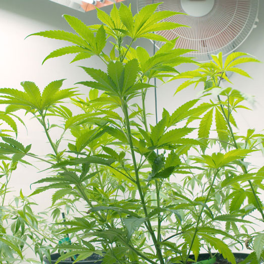 Goede ventilatie bij wietplanten om meeldauw te voorkomen. Goede ventilatie bij wietplanten om meeldauw te voorkomen.