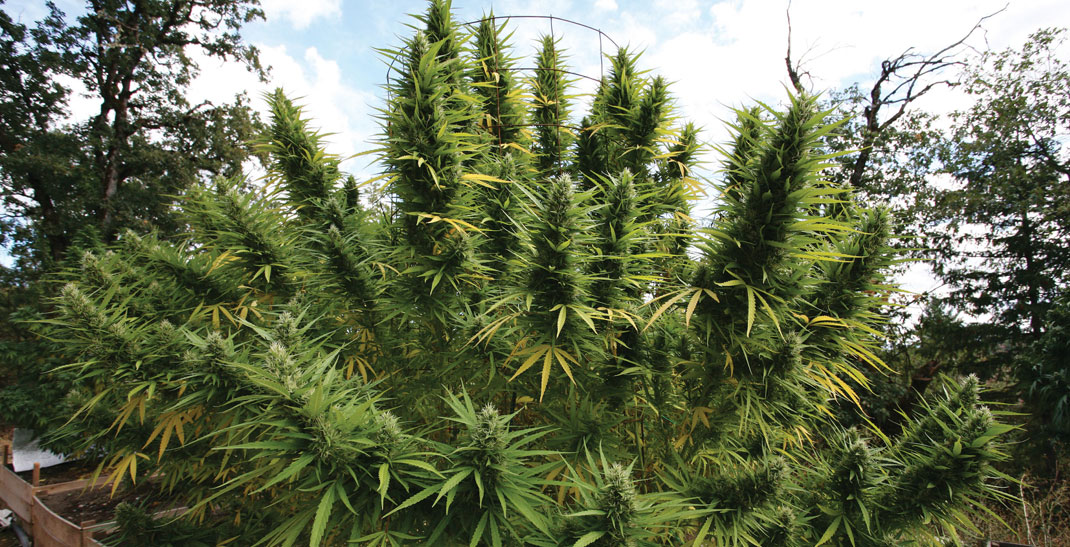 Gigantische wietplanten kunnen zorgen voor een opbrengst van meer dan een kilo per plant. Gigantische wietplanten kunnen zorgen voor een opbrengst van meer dan een kilo per plant.