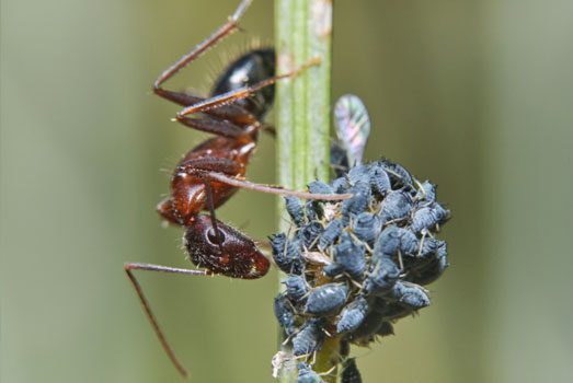 In ruil voor honingdauw beschermen mieren de bladluis tegen tegen andere insecten. In ruil voor honingdauw beschermen mieren de bladluis tegen tegen andere insecten.
