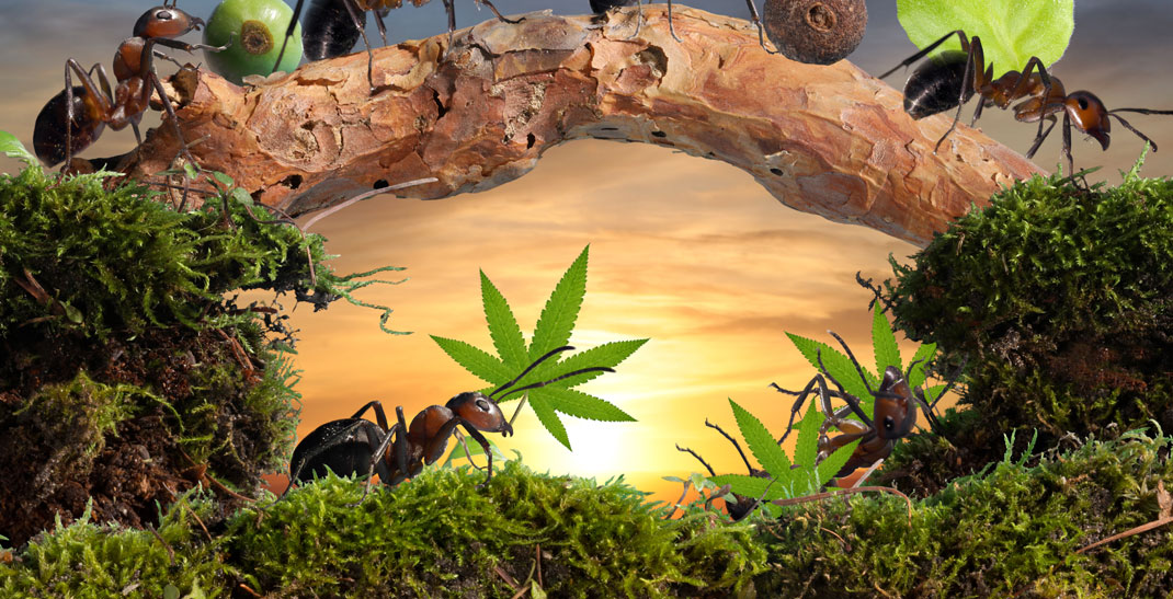 Mieren op cannabis voorkomen en bestrijden
