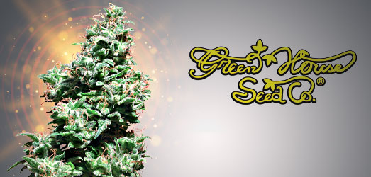 Neville’s Haze van Green House Seeds. Neville’s Haze van Green House Seeds.