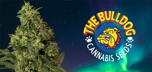 Northern Light van Bulldog Seeds