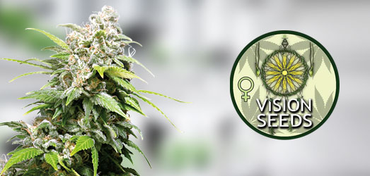 Northern Lights Auto van Vision Seeds. Northern Lights Auto van Vision Seeds.