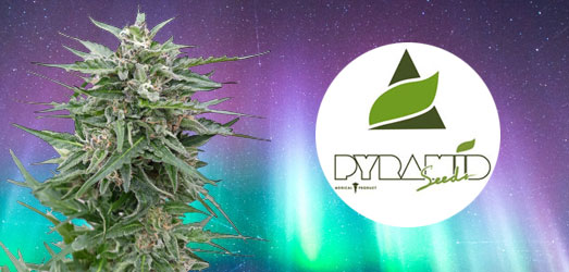 Northern Lights CBD van Pyramid Seeds.
