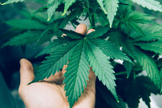 De typisch brede korte indica bladeren van de Northern Light wietplant. De typisch brede korte indica bladeren van de Northern Light wietplant.