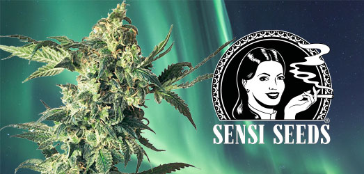 Northern Lights van Sensi Seeds