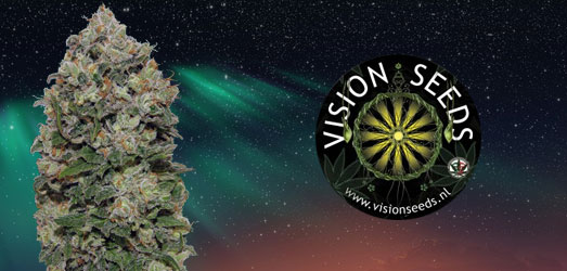 Northern Lights van Vision Seeds