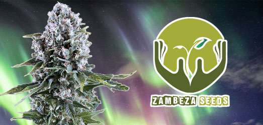 Northern Lights XL van Zambeza Seeds