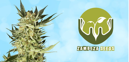 OG Bubble Gum van het merk Zambeza Seeds