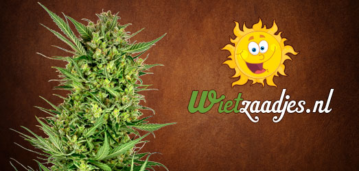 OG Kush van Wietzaadjes.nl. OG Kush van Wietzaadjes.nl.