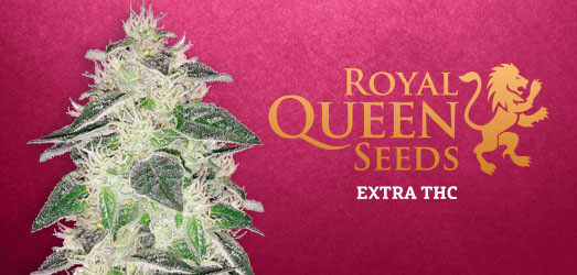 OG Kush van Royal Queen Seeds