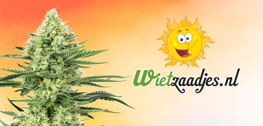 OG Kush van Wietzaadjes.nl. OG Kush van Wietzaadjes.nl.