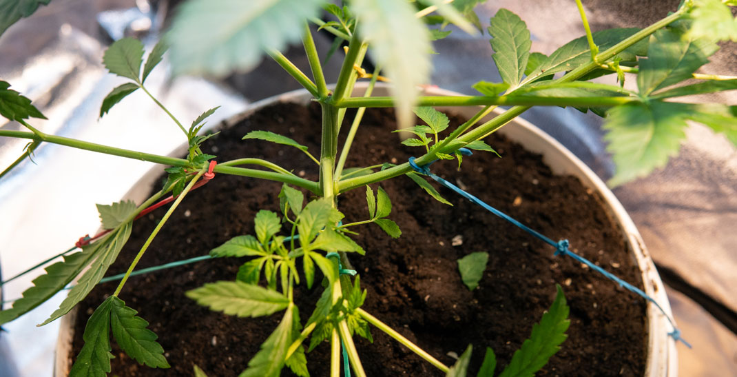 Opzij gebogen takken wietplant na LST. Opzij gebogen takken wietplant na LST.