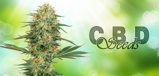 Orange Big Bud van CBD Seeds. Orange Big Bud van CBD Seeds.