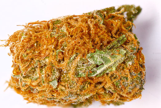Orange bud wiettop. Orange bud wiettop.