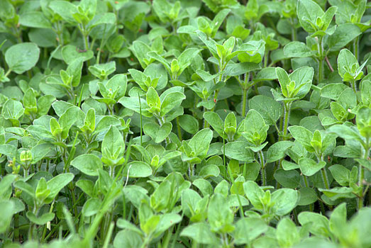 Oregano produceert carvacrol. Oregano produceert carvacrol.