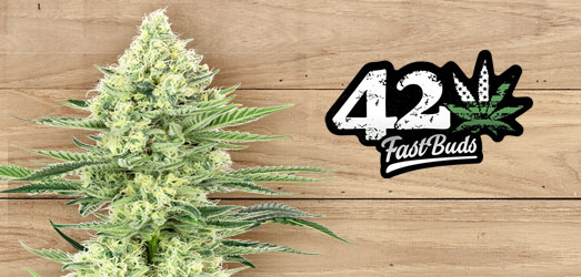 Original Auto Sour Diesel van FastBuds. Original Auto Sour Diesel van FastBuds.