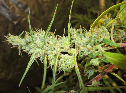 Original haze wietplant. Original haze wietplant.