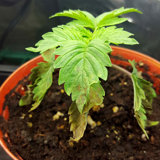 Overbewatering bij een wietplant kan wortelrot tot gevolg hebben. Overbewatering bij een wietplant kan wortelrot tot gevolg hebben.