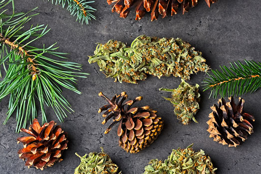 Het pineen terpeen heeft een dennen achtige geur en smaak Het pineen terpeen heeft een dennen achtige geur en smaak