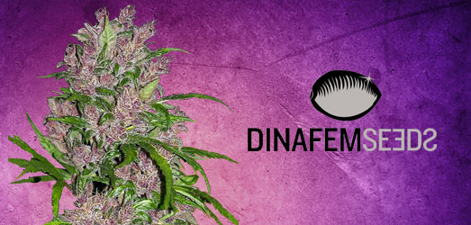 Purple Afghan Kush van Dinafem. Purple Afghan Kush van Dinafem.